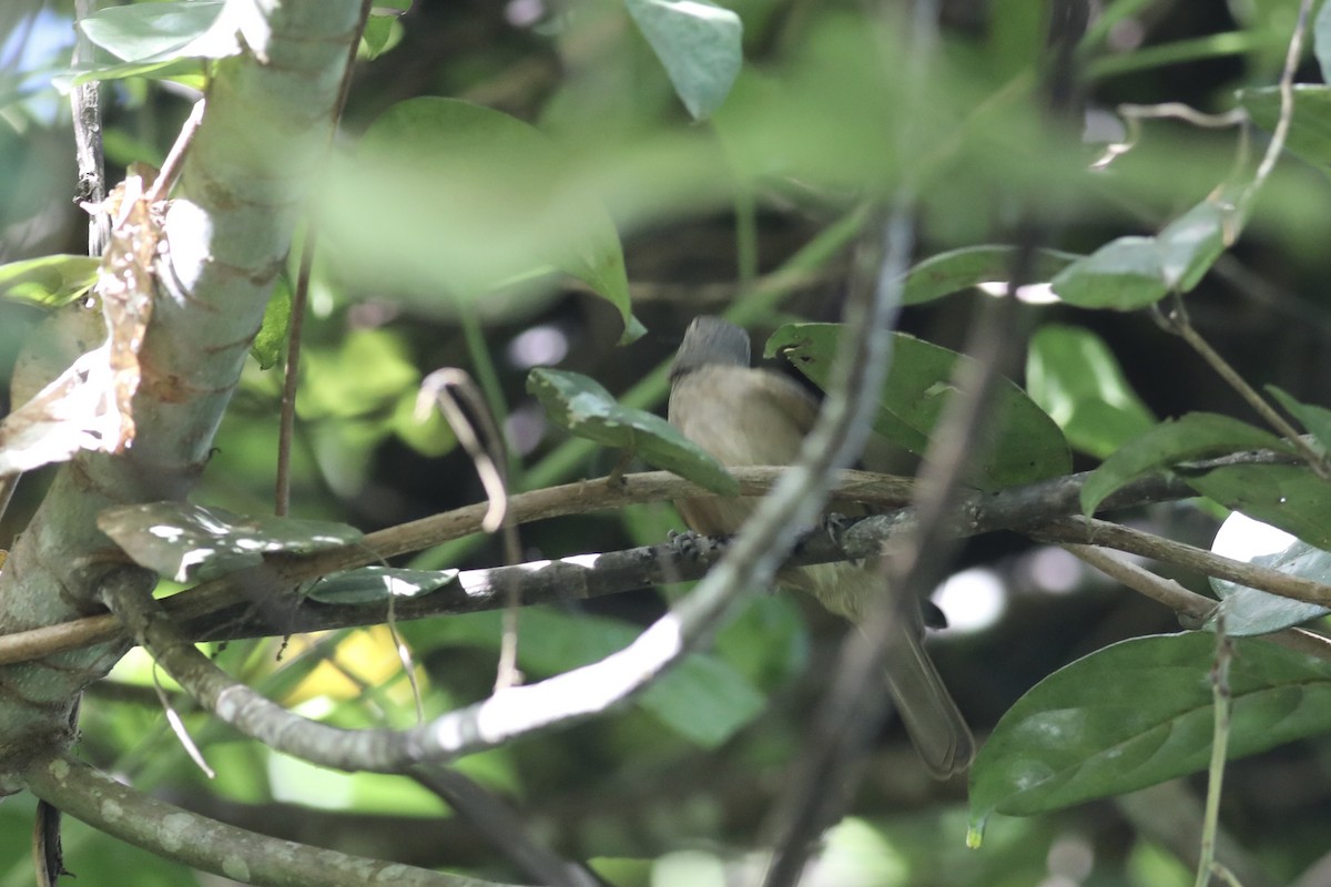 Waigeo Shrikethrush - ML601418111