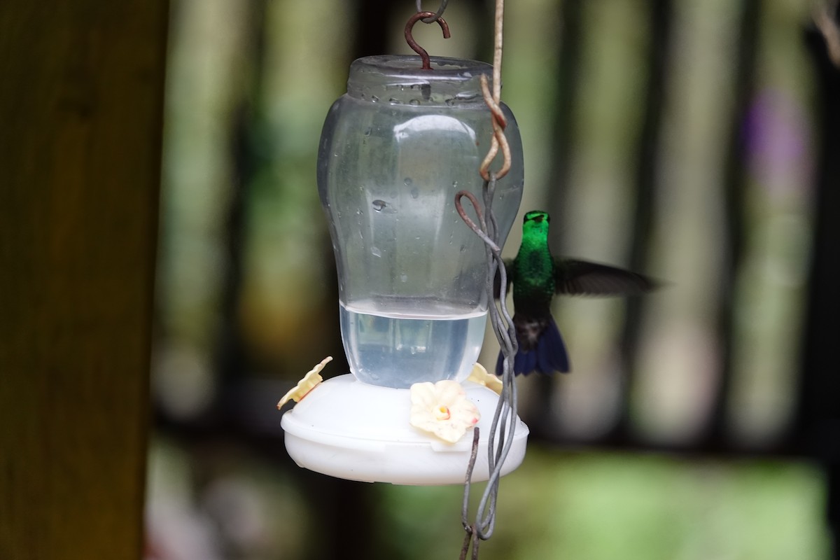 Green-bellied Hummingbird - ML601418611