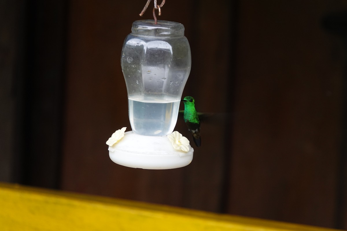 Green-bellied Hummingbird - ML601418631