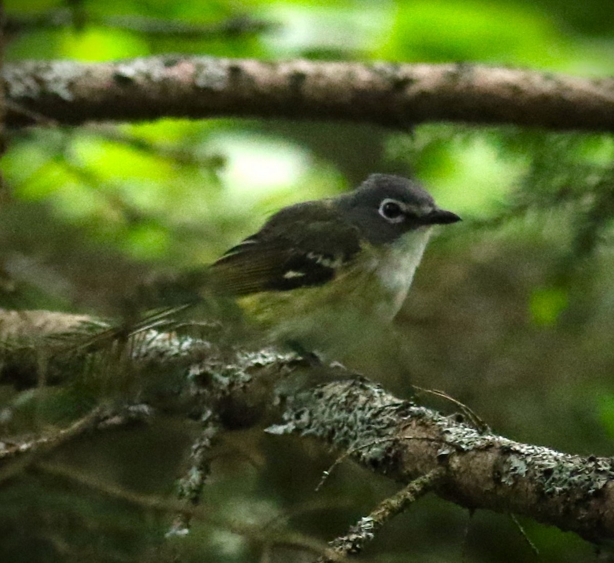 Blue-headed Vireo - ML601419761