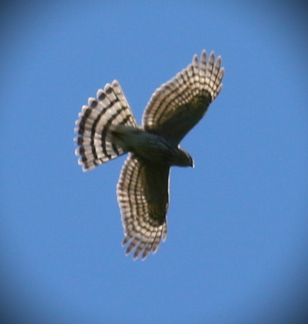 Cooper's Hawk - ML601419901