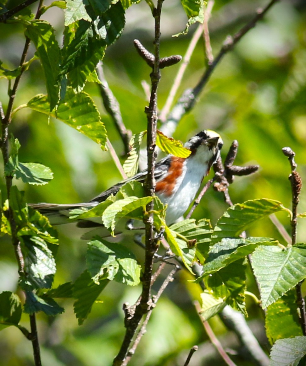 Chestnut-sided Warbler - ML601420081