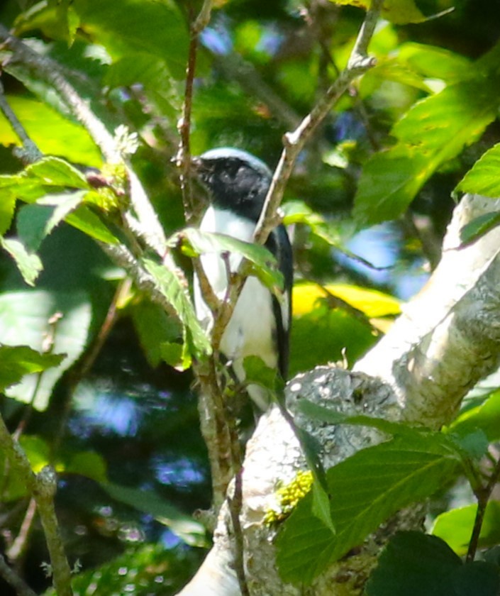 Black-throated Blue Warbler - ML601420131
