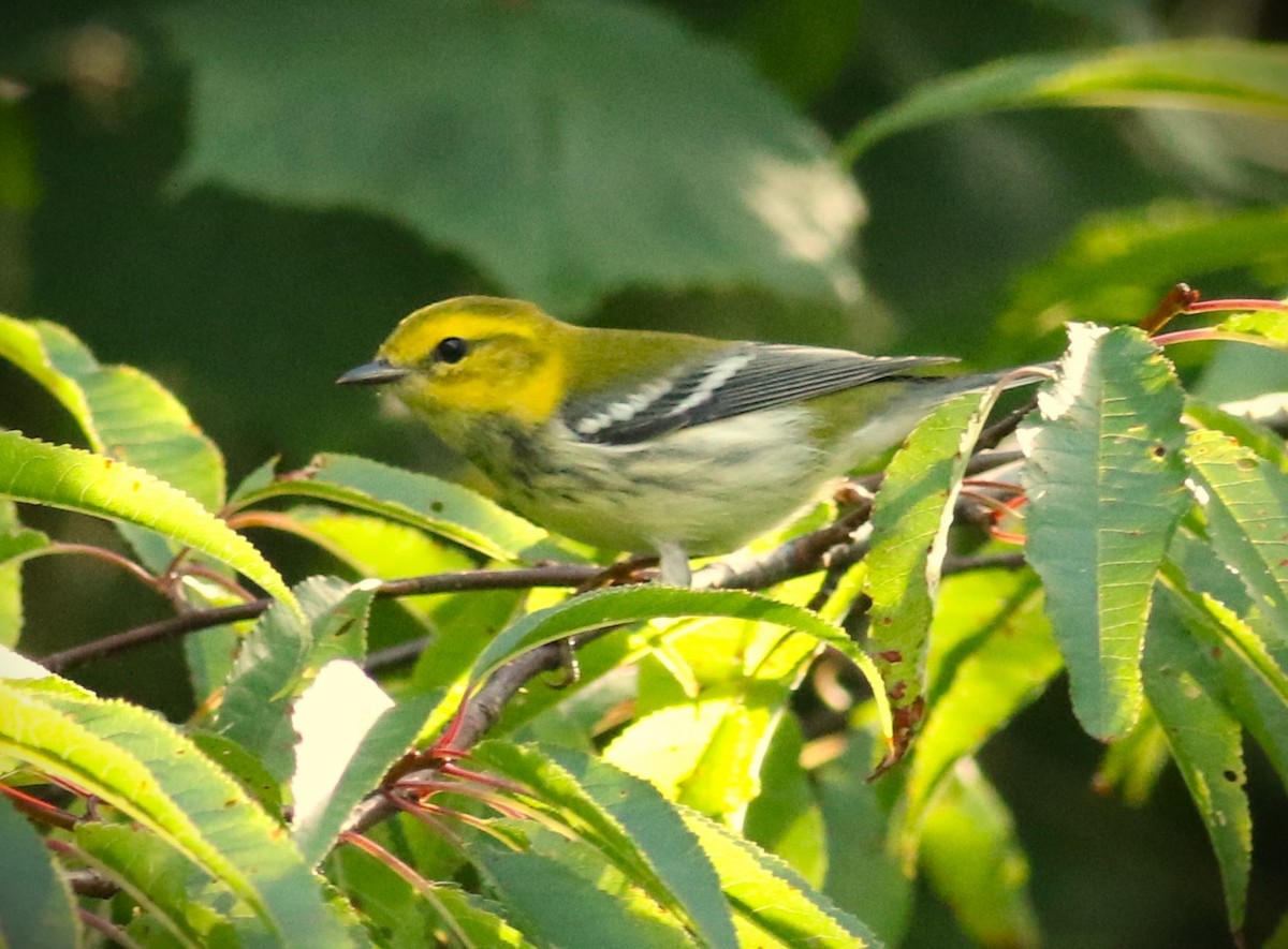 Black-throated Green Warbler - ML601420191