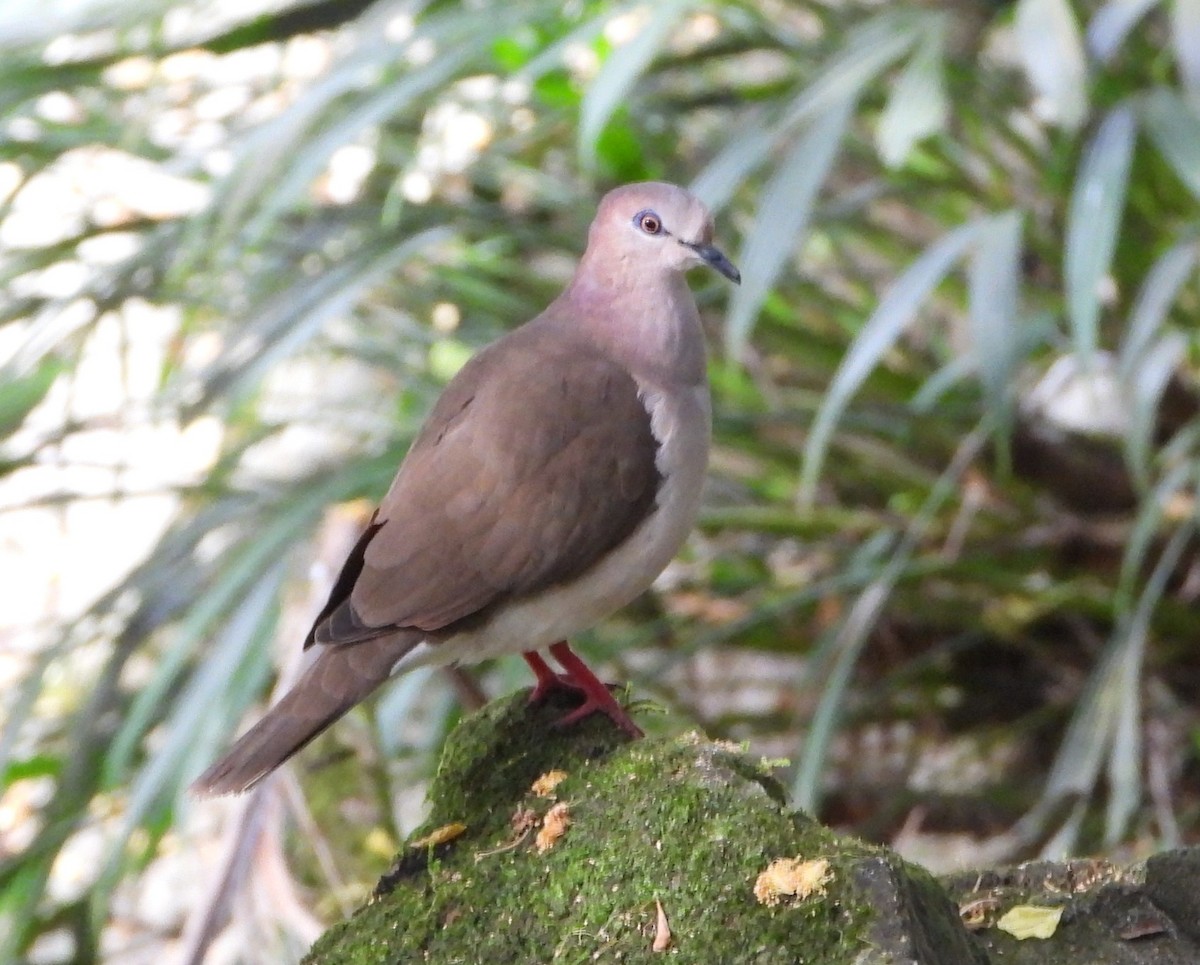 White-tipped Dove - ML601420251