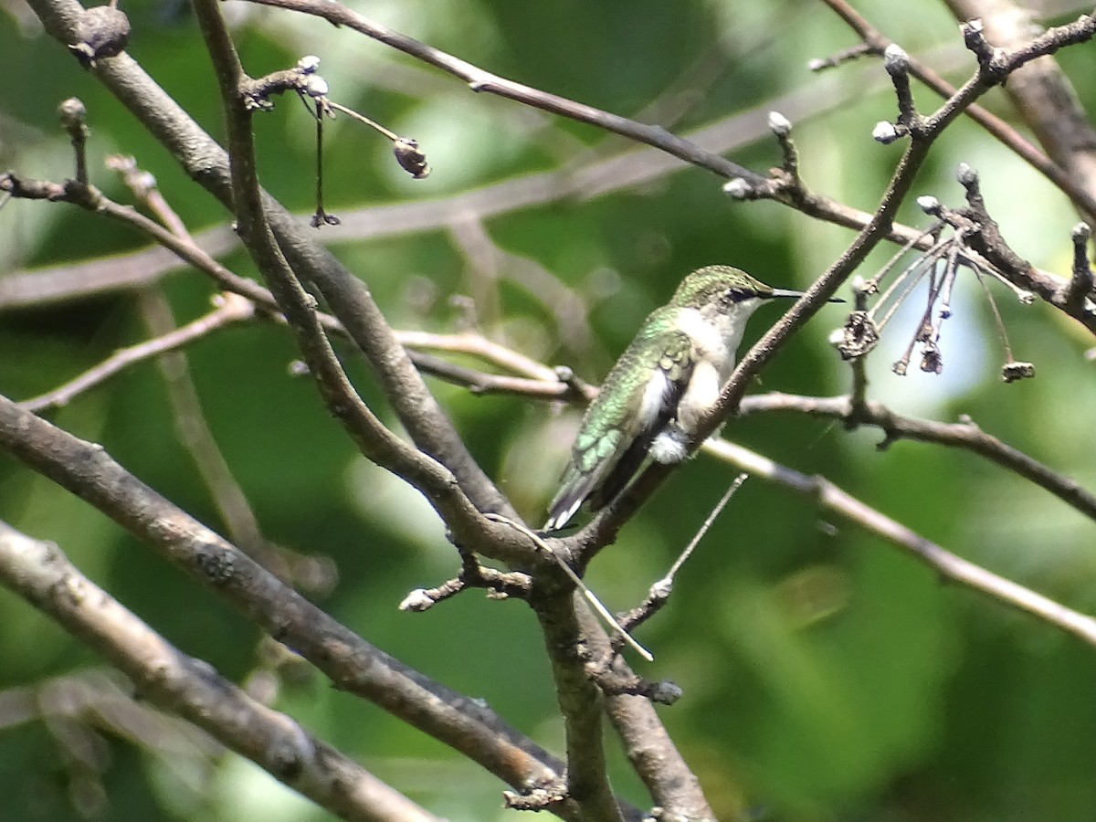 Ruby-throated Hummingbird - ML601420611