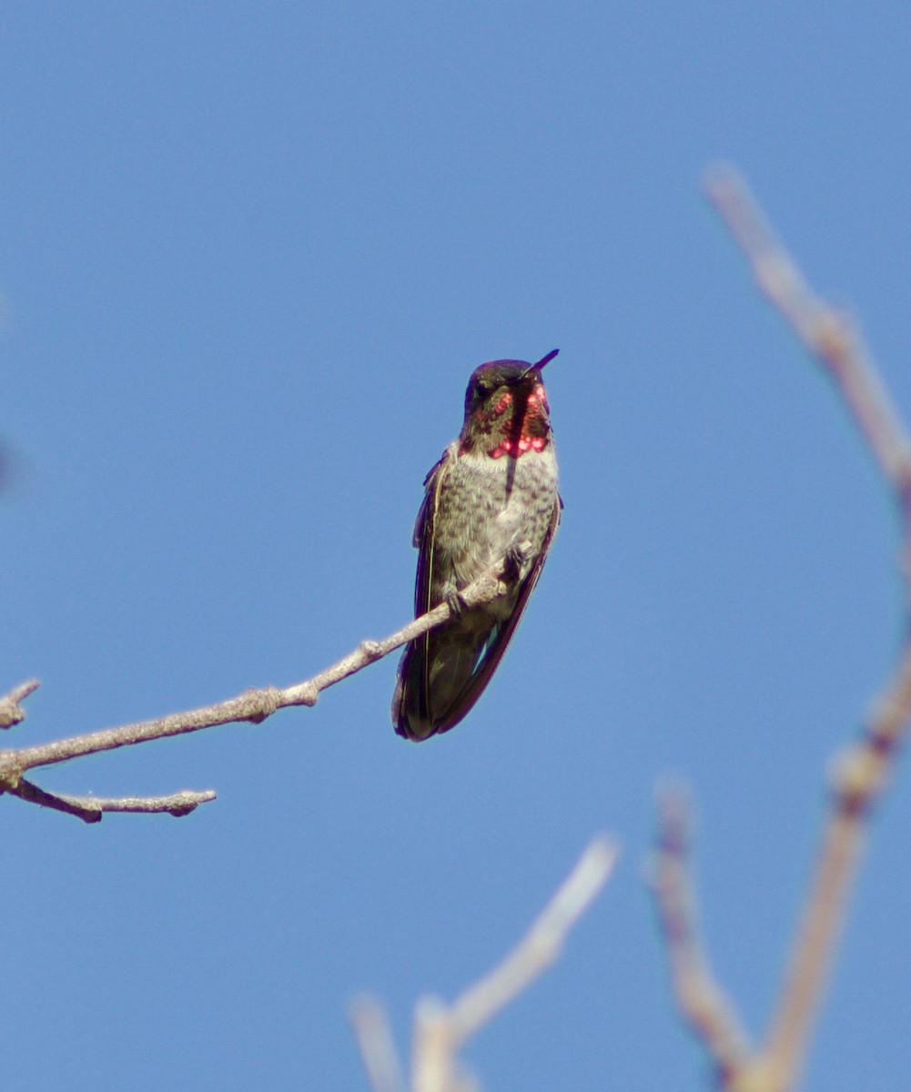 Anna's Hummingbird - ML601420851