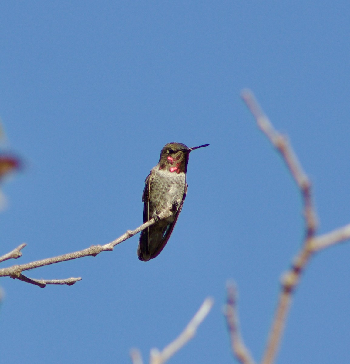 Anna's Hummingbird - ML601420861