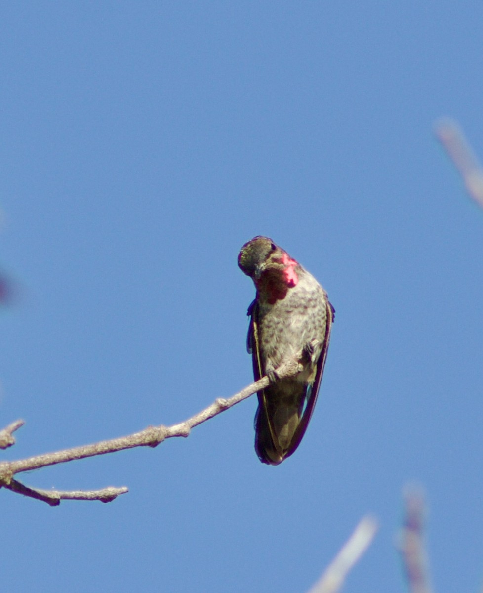 Anna's Hummingbird - ML601420871