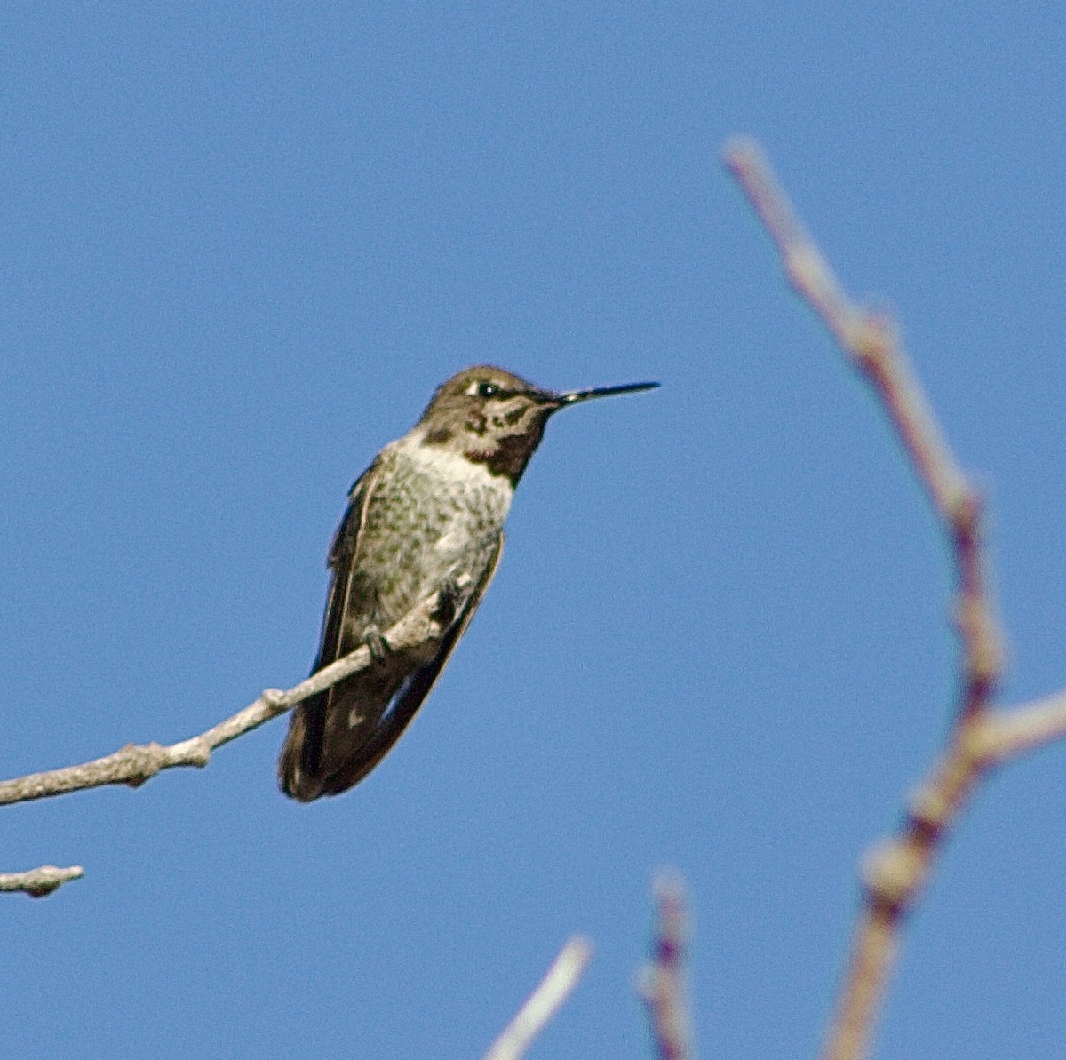 Anna's Hummingbird - ML601420881