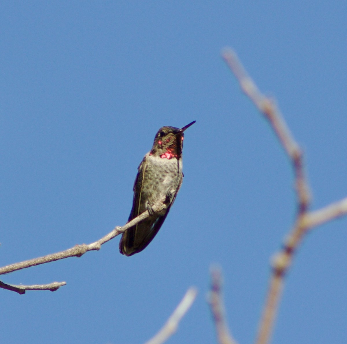 Anna's Hummingbird - ML601420891