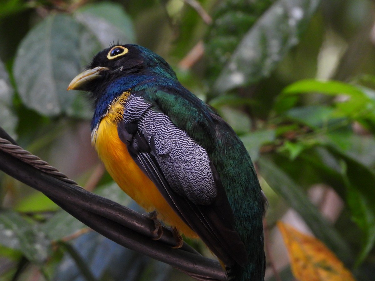 White-tailed Trogon - ML601421141