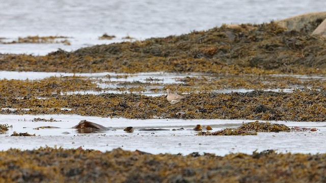 Regenbrachvogel - ML601421781