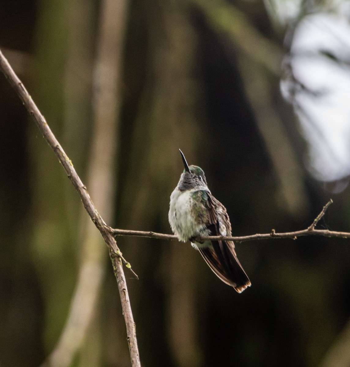 White-bellied Mountain-gem - ML601422211