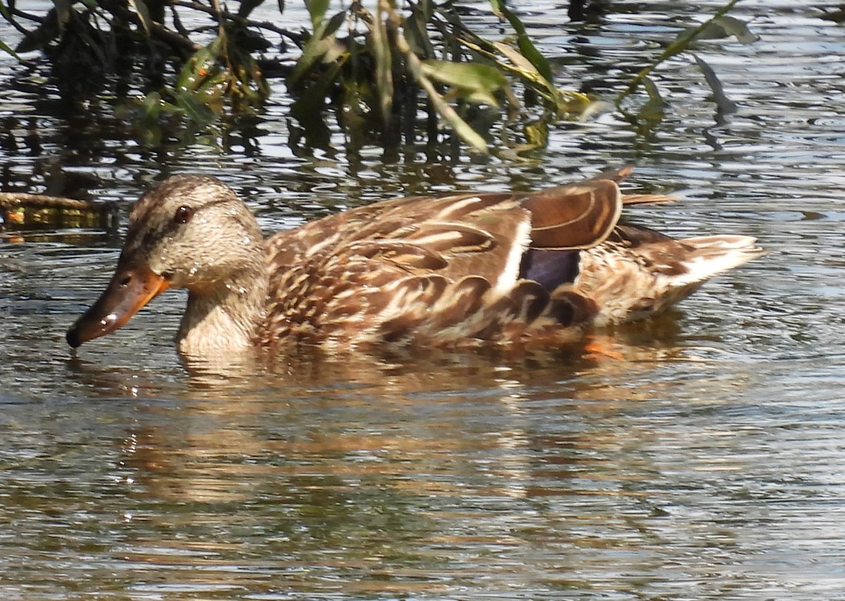 Mallard - ML601425201
