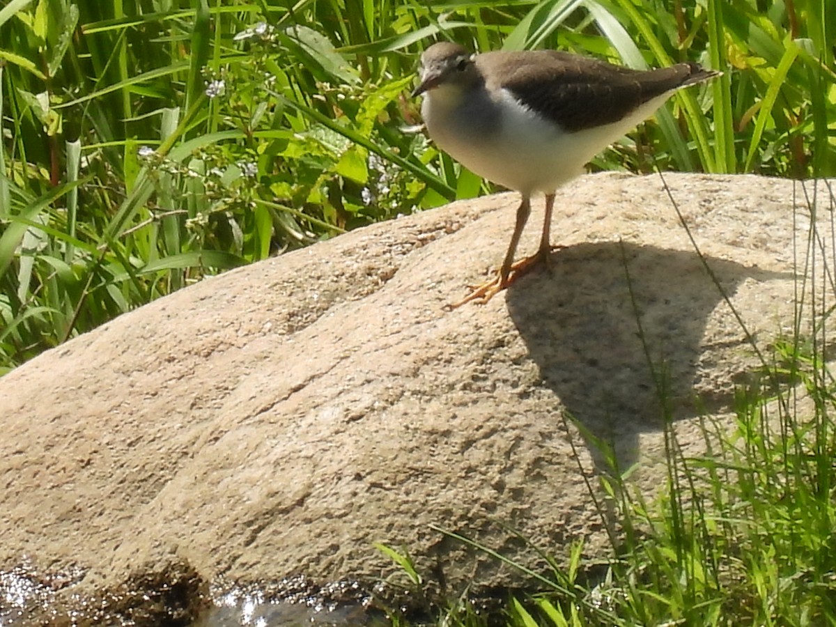 Spotted Sandpiper - ML601425361