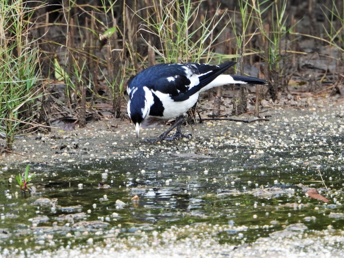 Magpie-lark - ML601425381