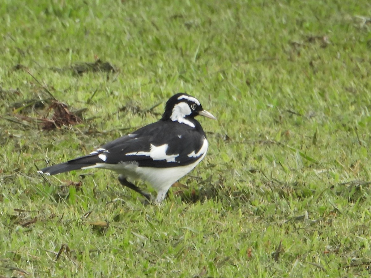 Magpie-lark - ML601425481