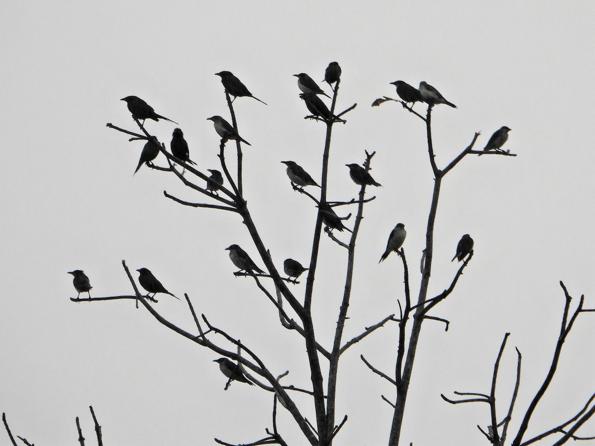 Metallic Starling (Metallic) - ML601425891