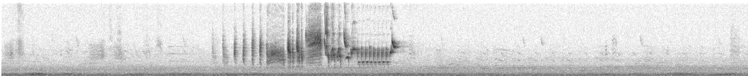 hussmett (musculus gr.) - ML601425941