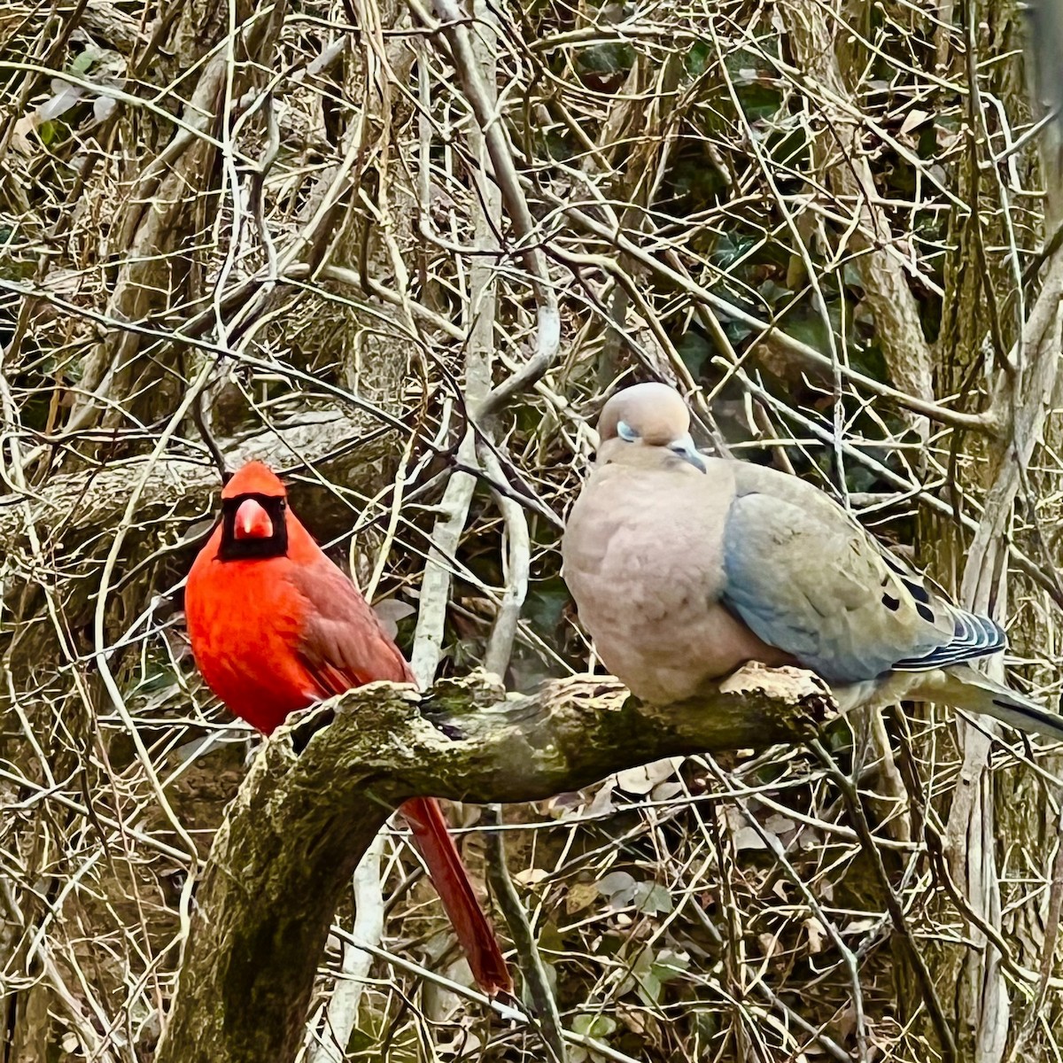 Mourning Dove - ML601426661