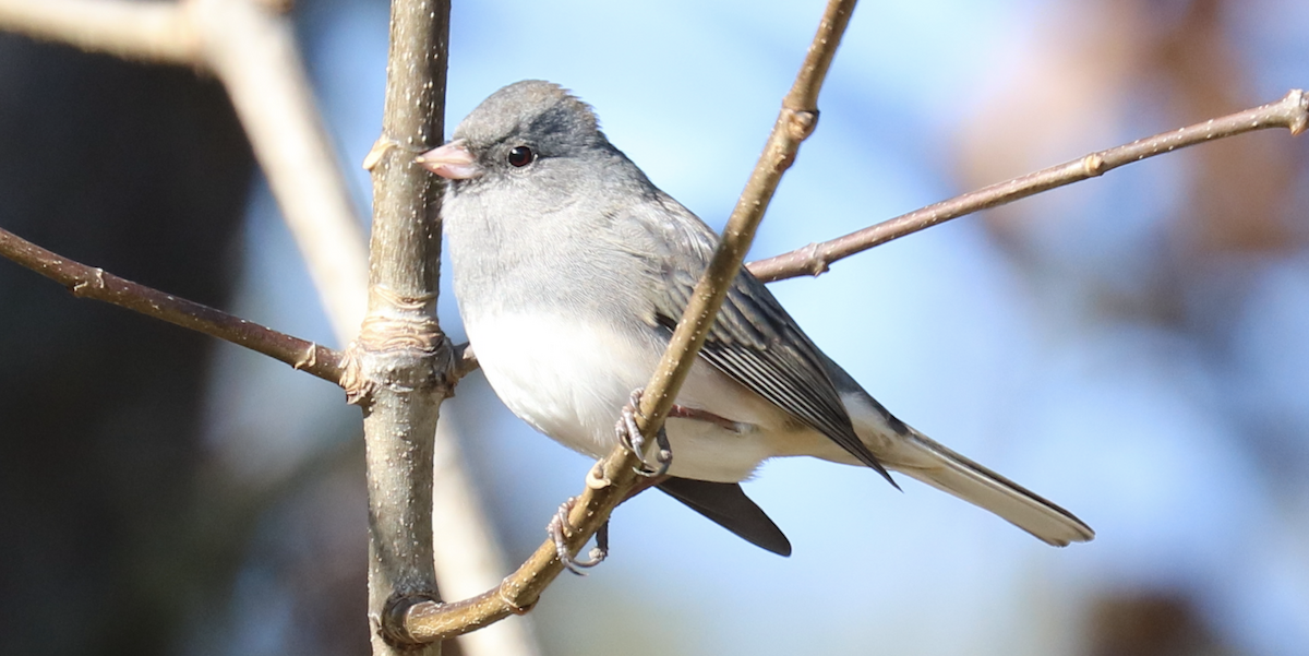 Dark-eyed Junco (Slate-colored) - James Wheat