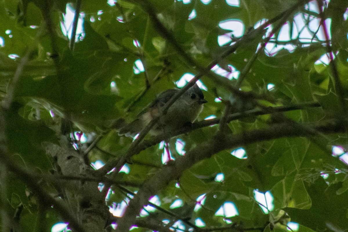 Tufted Titmouse - ML601428341