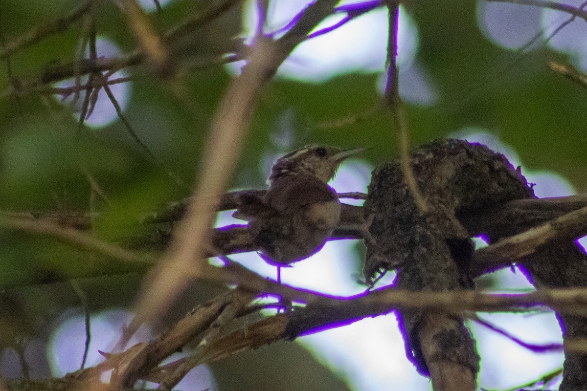 Carolina Wren - ML601428381