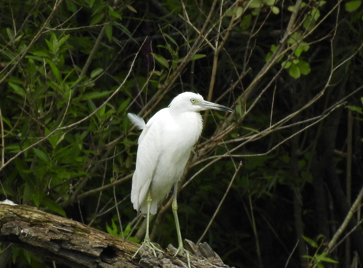 Little Blue Heron - Nui Moreland