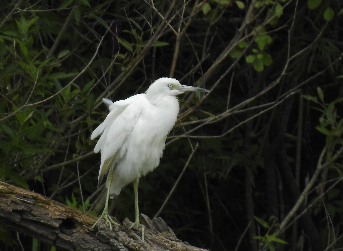 Little Blue Heron - Nui Moreland