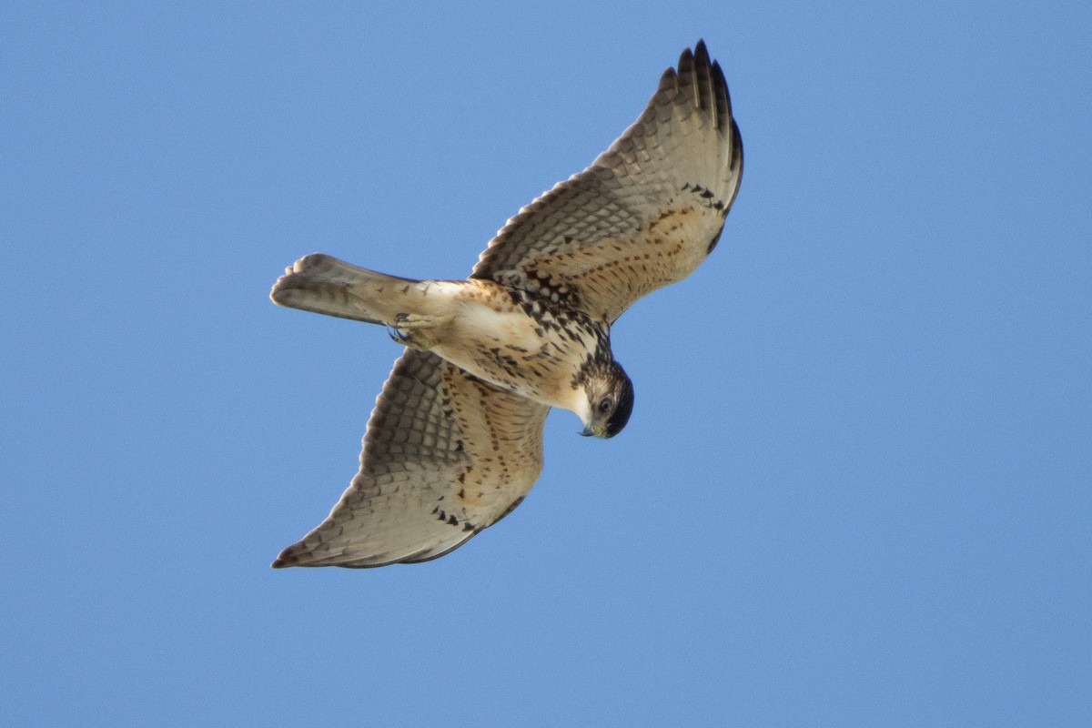 White-throated Hawk - Camilo Poblete Bustos