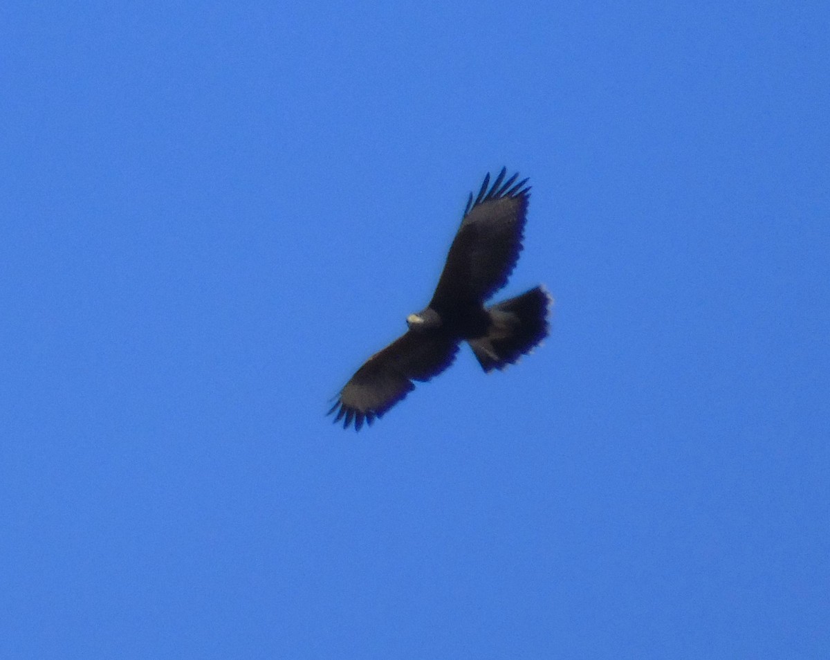 Harris's Hawk - ML601430111