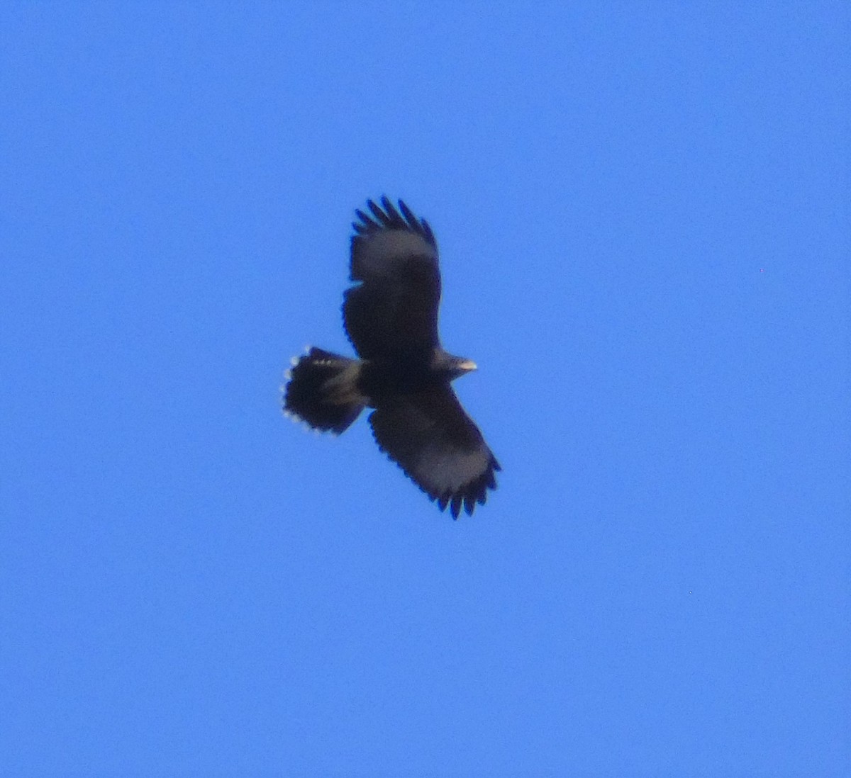 Harris's Hawk - ML601430121