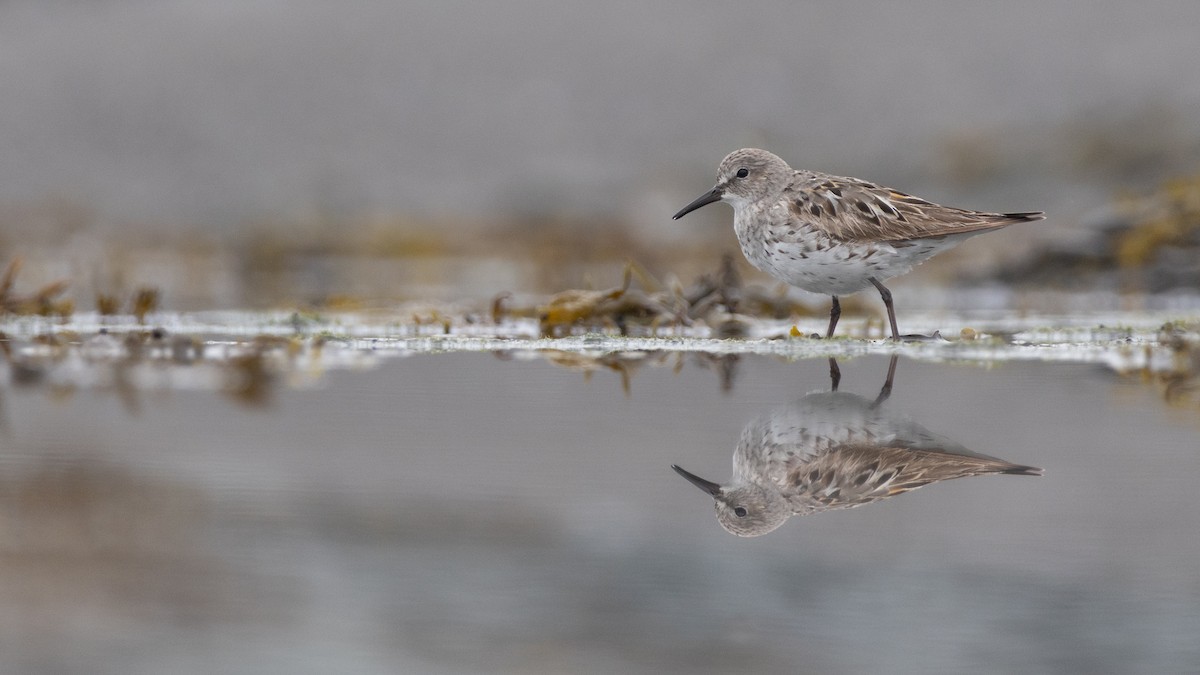 White-rumped Sandpiper - Laurent Prévost-Frenette