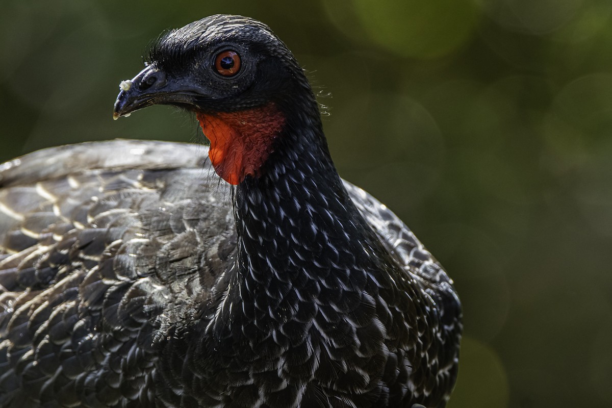 Dusky-legged Guan - David Bishop