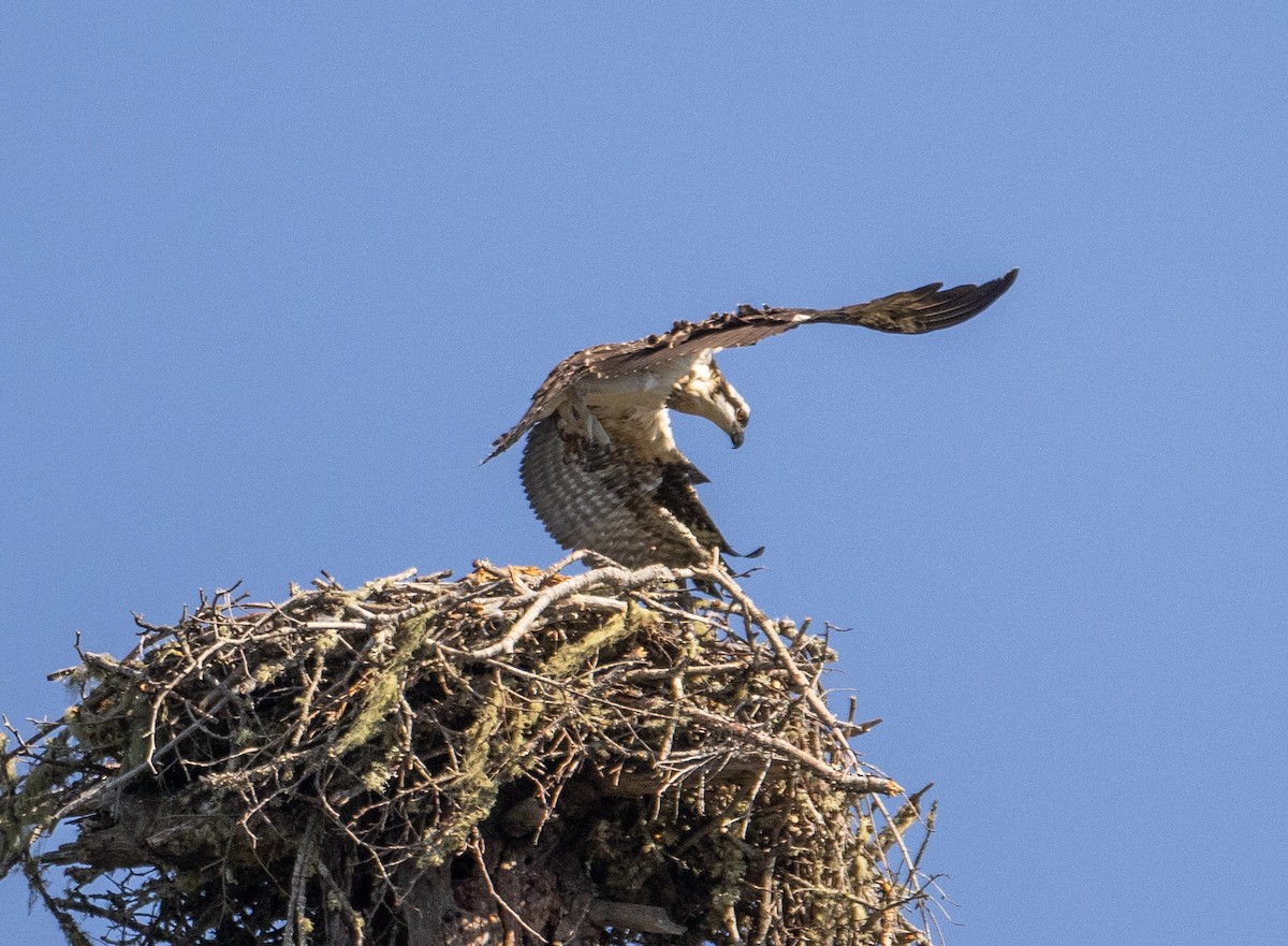 Osprey - Phil Green