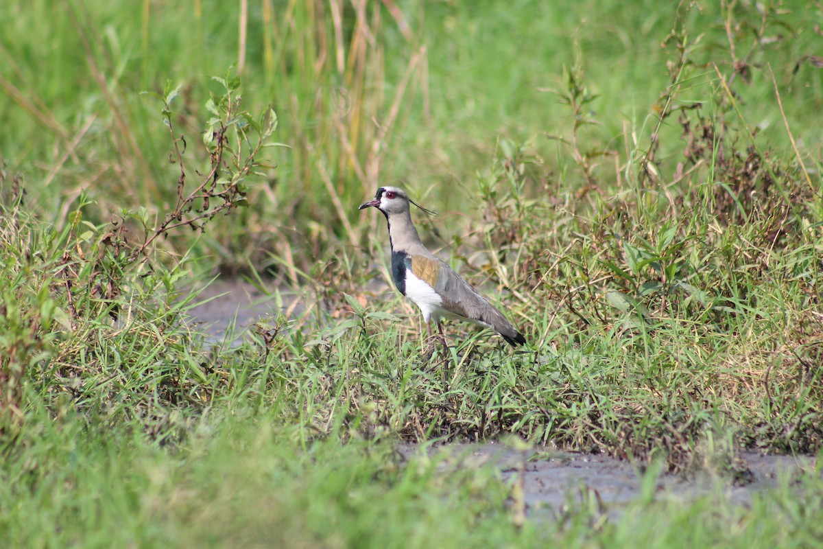 Southern Lapwing - ML601432281