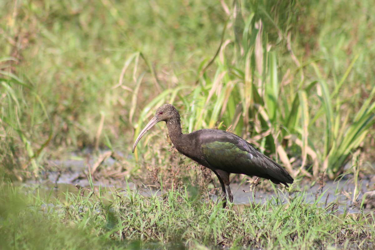 ibis andský - ML601432321