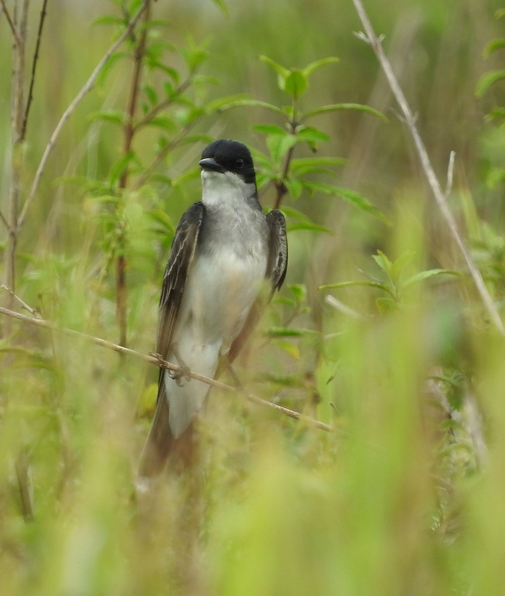 Eastern Kingbird - ML60143321