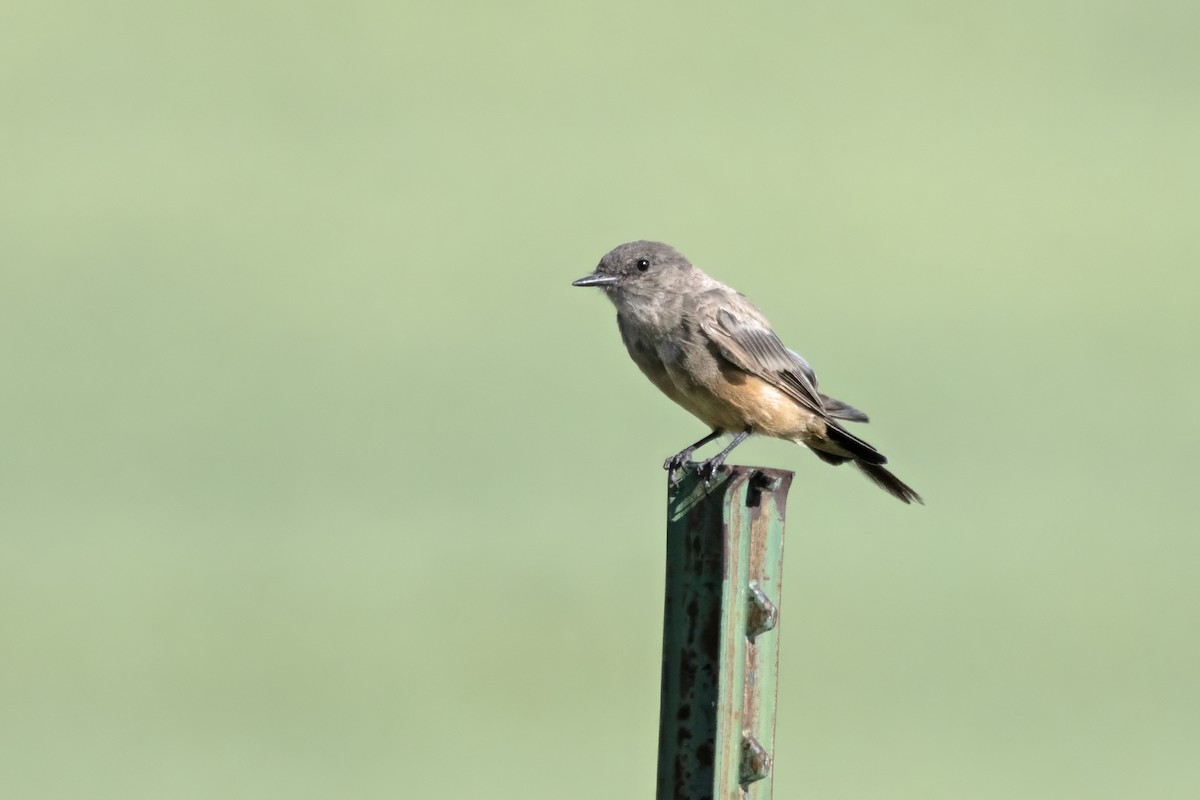 Say's Phoebe - Tommy Childers