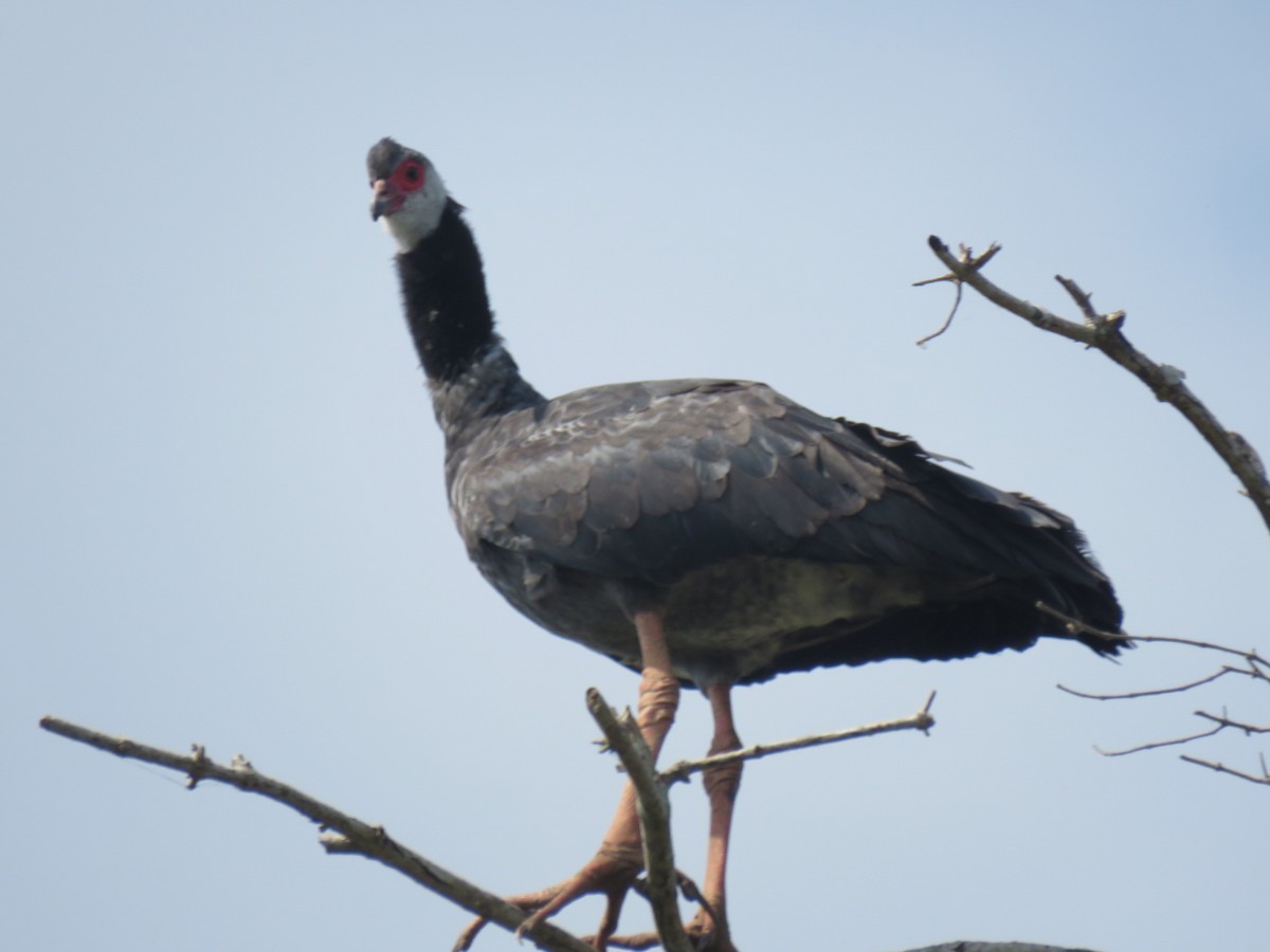 Weißwangen-Wehrvogel - ML601434931