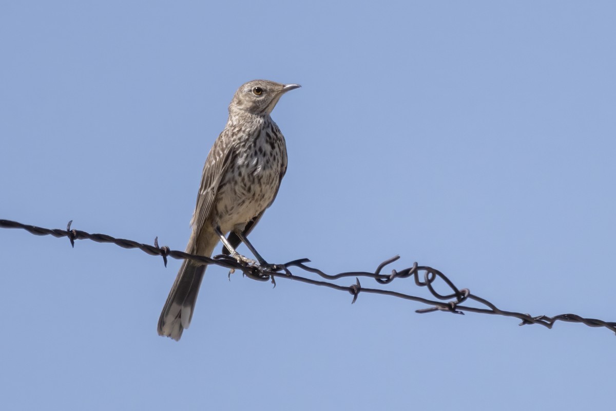 Sage Thrasher - Tommy Childers