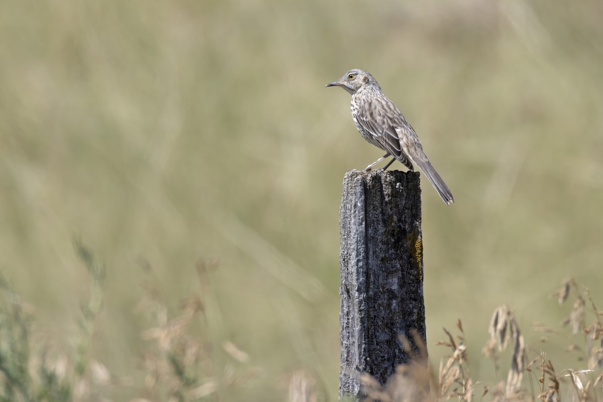 Sage Thrasher - Tommy Childers