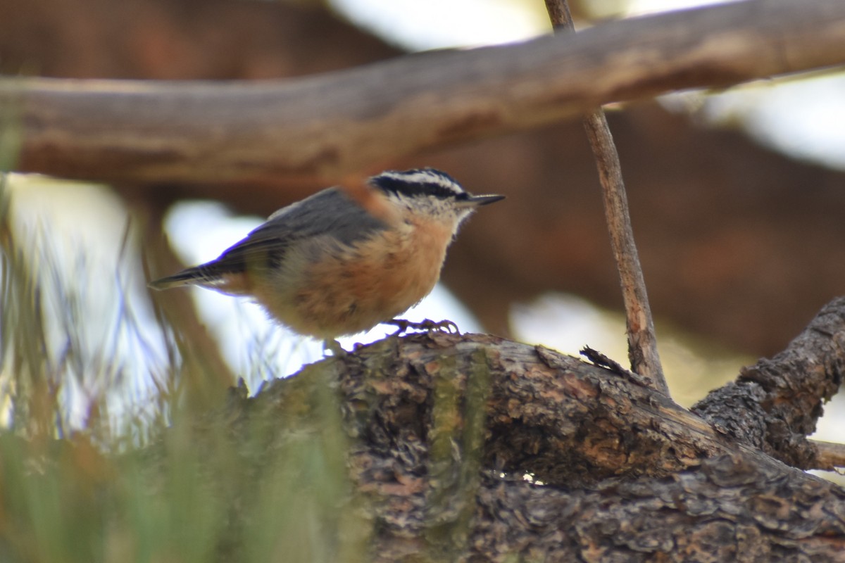 Red-breasted Nuthatch - ML601435171