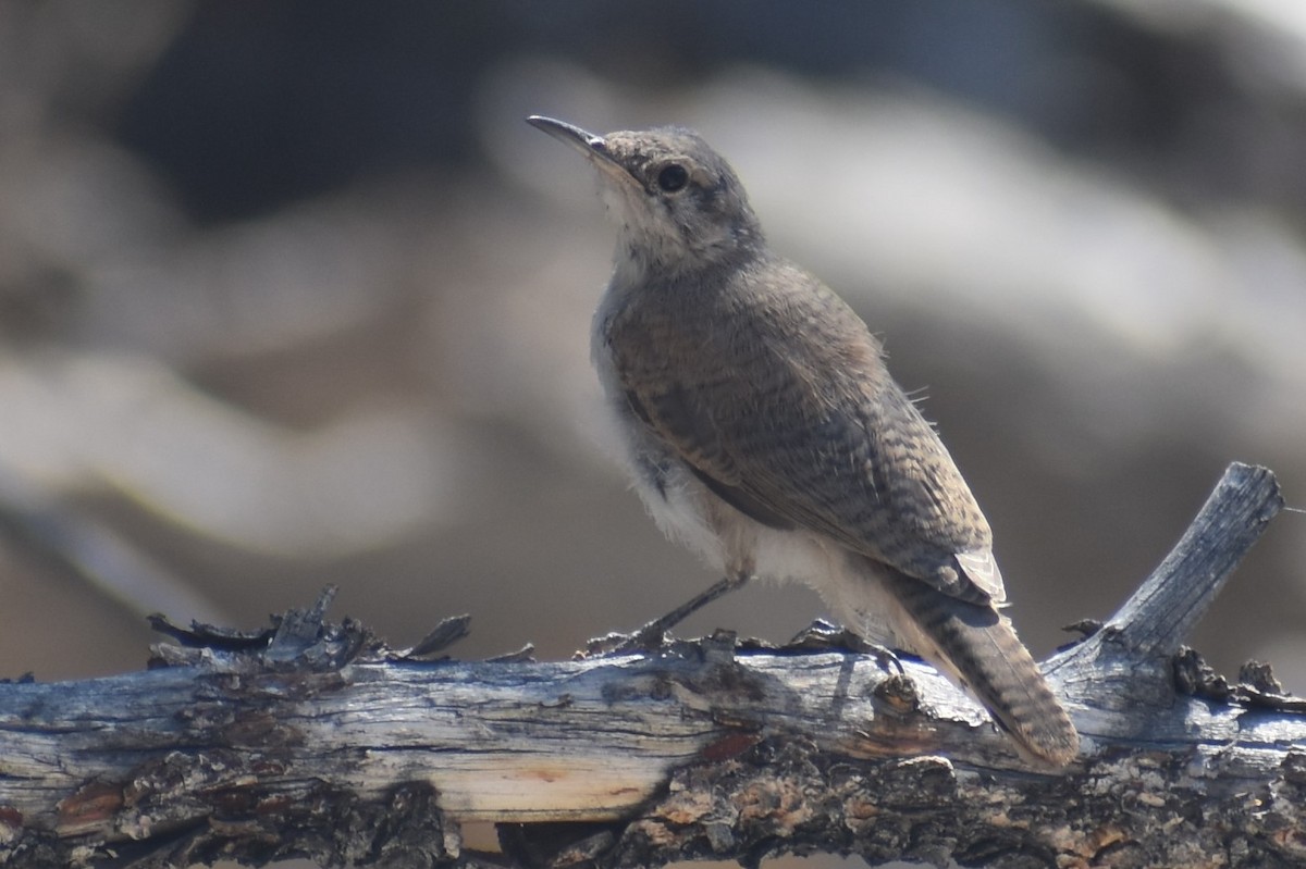 Rock Wren - ML601435201