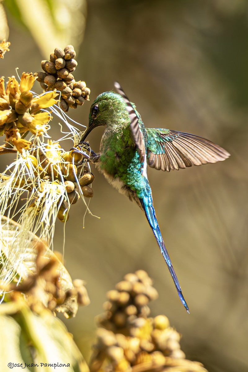 Long-tailed Sylph - ML601435211