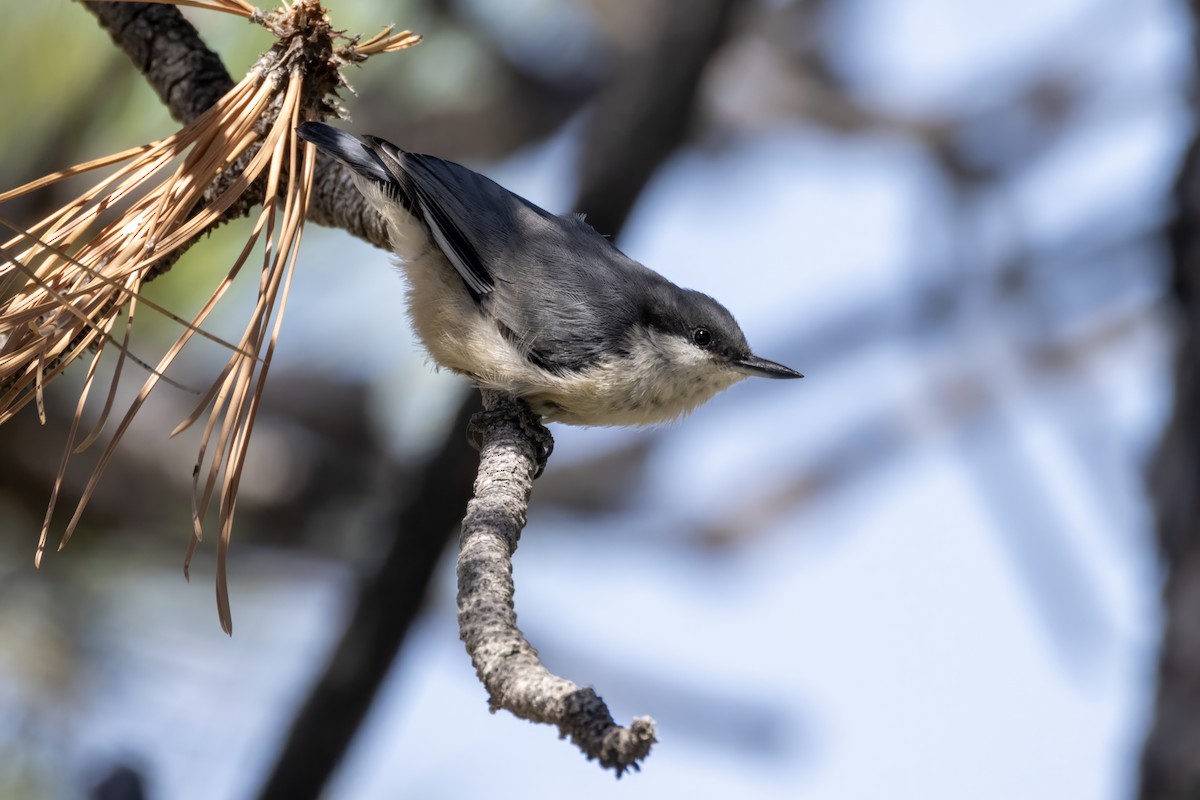 Pygmy Nuthatch - ML601436611