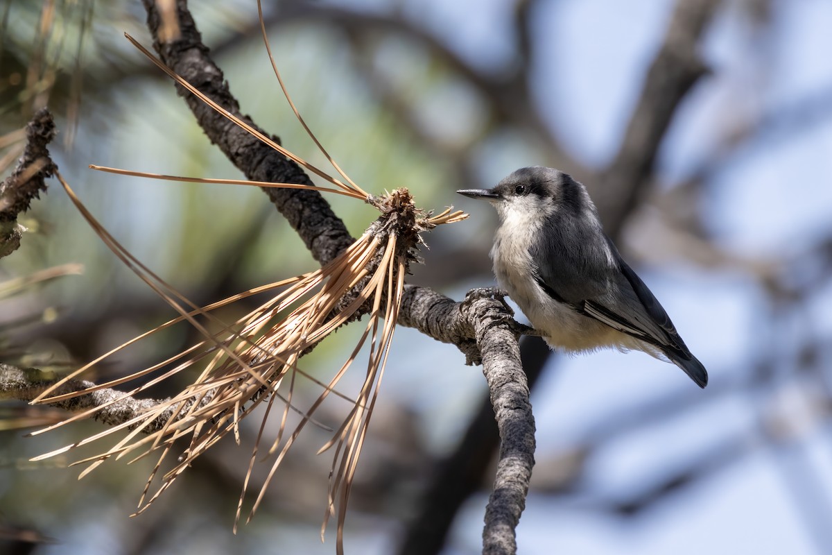 Pygmy Nuthatch - ML601436621