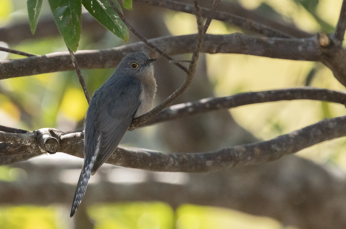 Fan-tailed Cuckoo - Anne Heyerly