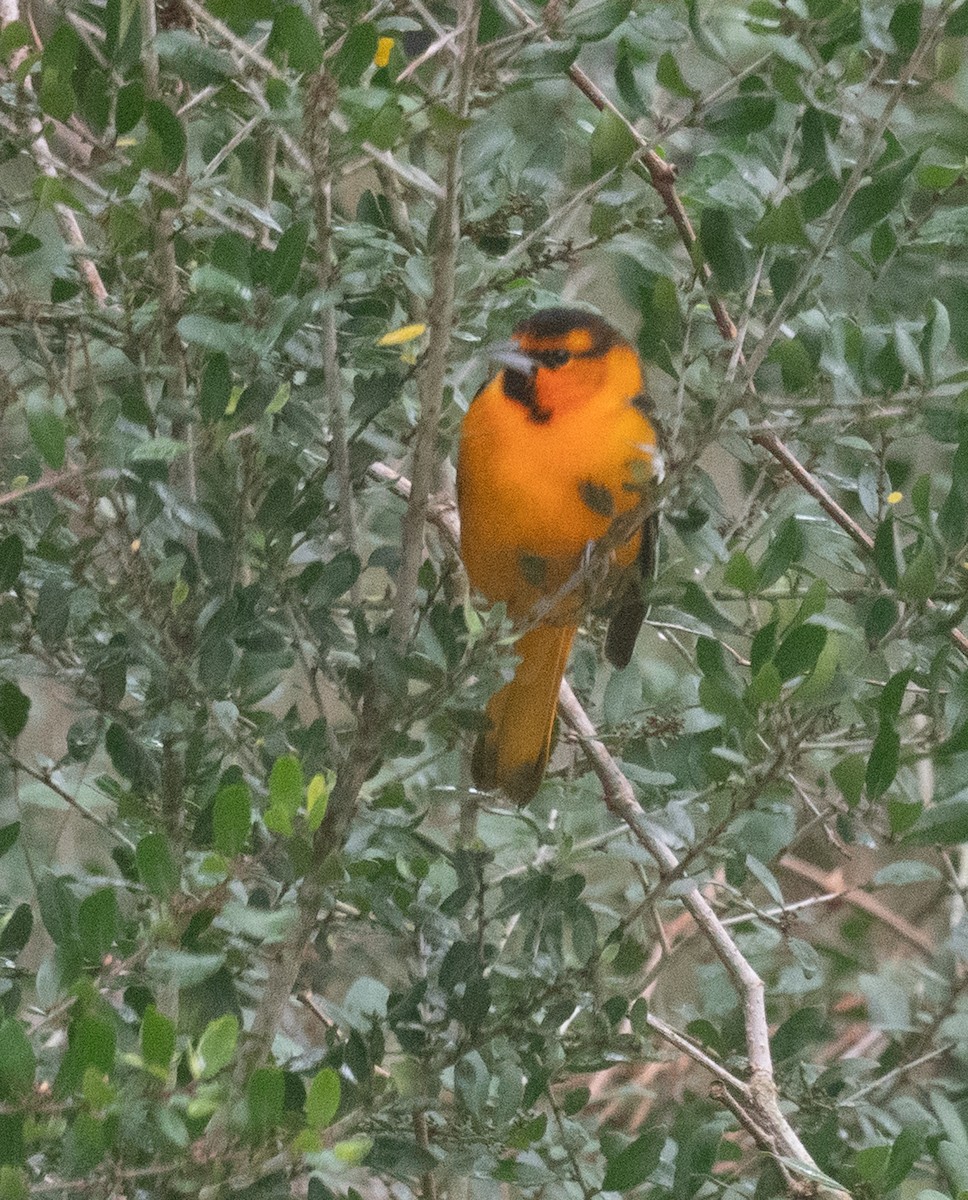 Bullock's Oriole - ML601437581